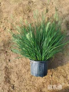 高度50厘米小兔子狼尾草