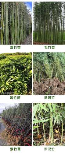 容器苗金镶玉竹