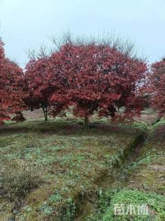 15公分中国红枫