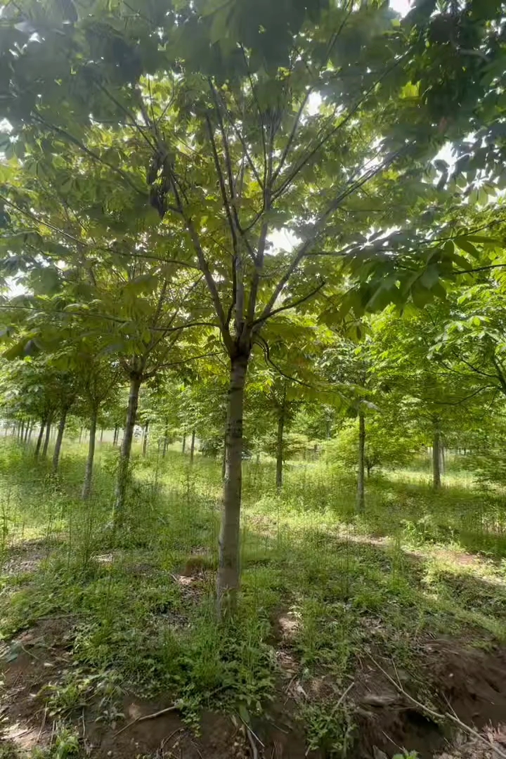 13公分七叶树