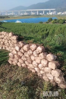 高度100厘米柏树