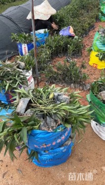 高度20厘米蔓花生