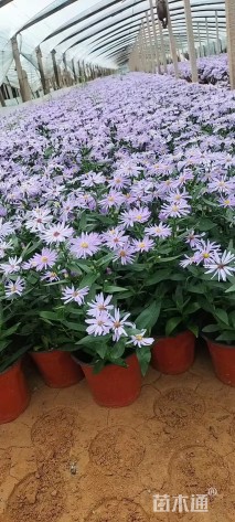 高度25厘米紫菀