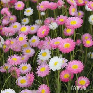 麦秆菊种子