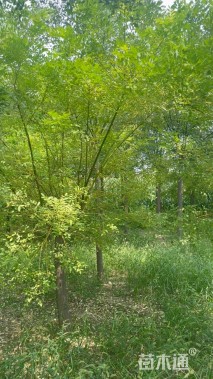 8公分矮接金枝槐