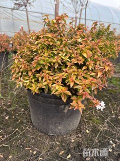 高度25厘米六道木