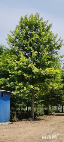 12公分娜塔栎