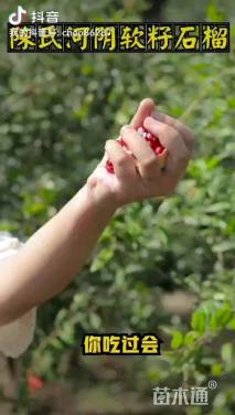 高度260厘米突尼斯软籽石榴