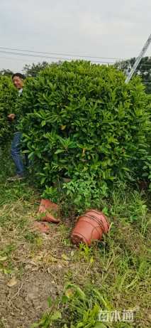 高度150厘米非洲茉莉