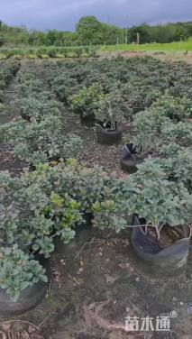 高度45厘米春花树