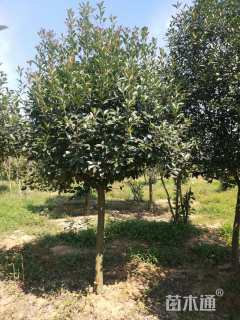 8公分高杆红叶石楠