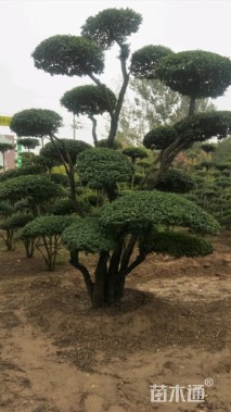 8公分造型小叶女贞