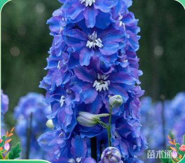 高度30厘米飞燕草