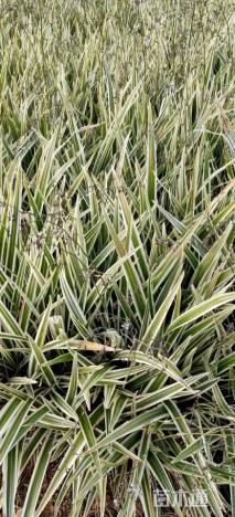 高度40厘米山管兰