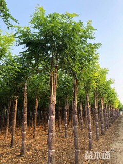 12公分嫁接香花槐