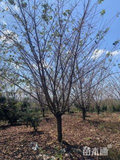 14公分染井吉野樱