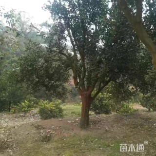 高度500厘米红桔