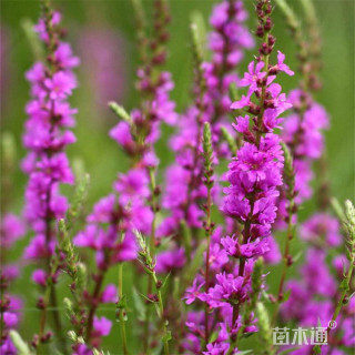 高度50厘米千屈菜