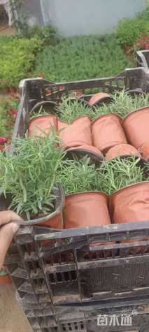 高度25厘米迷迭香