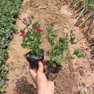 高度12厘米美女樱