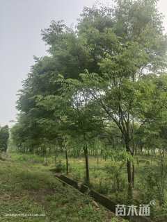 9公分榉树