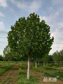 12公分速生法桐