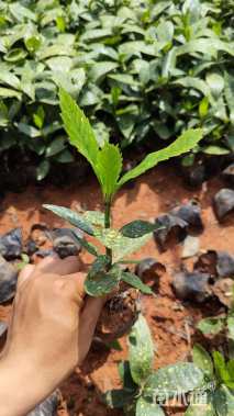 高度25厘米洒金珊瑚