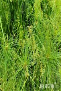 高度100厘米纸莎草