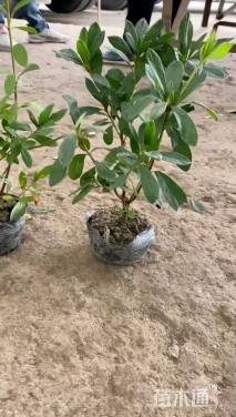 高度30厘米毛鹃小苗