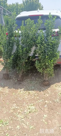 高度160厘米北海道黄杨