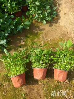 高度20厘米马鞭草