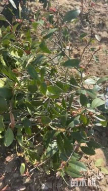 冠幅120厘米石楠球