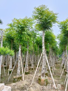 15公分桃花心木