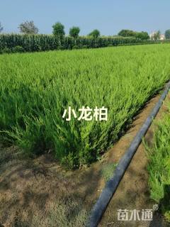 高度50厘米龙柏小苗