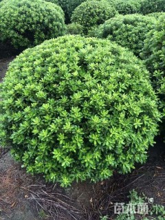 冠幅80厘米红叶石楠球