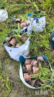 高度20厘米百子莲