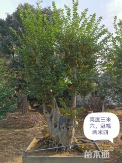 30公分造型紫薇