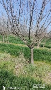 12公分日本晚樱