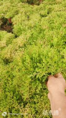 高度10厘米翠云草