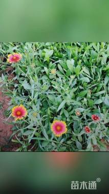 高度20厘米金光菊