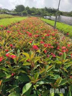 高度25厘米琴叶珊瑚