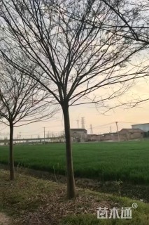 18公分榉树
