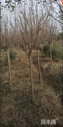 高度200厘米丁香