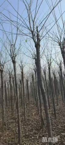 8公分长枝榆