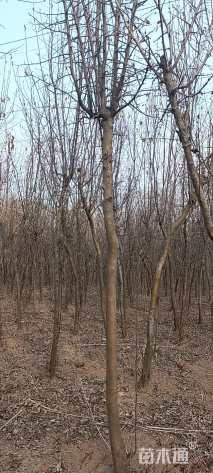 6公分木瓜树