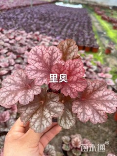 高度30厘米矾根