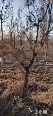 高度50厘米柽柳