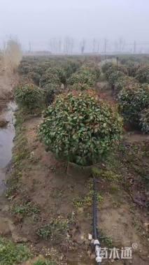 冠幅100厘米红叶石楠球