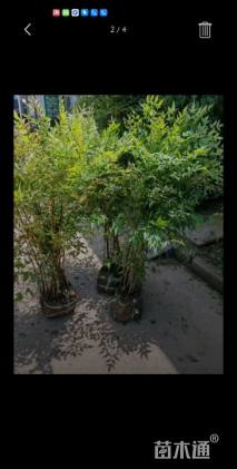 高度90厘米南天竹