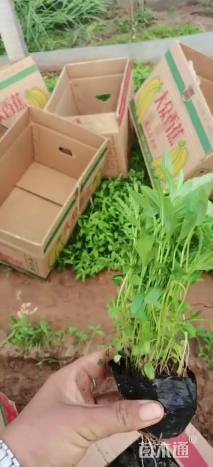 高度10厘米婆婆纳